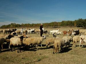 Общо 154 млн. лв. са средствата за животновъдите за 2012 г.