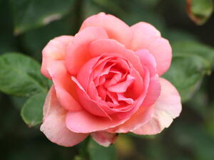 Българската маслодайна роза