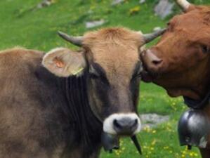 В Сливен учредиха национален говедовъден съюз