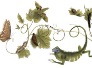 Google с пеперуден Doodle