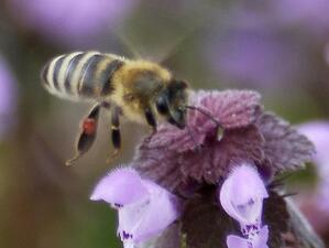Над 1000 пчелни семейства са умрели след зимата в Странджа