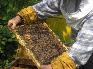 Пчелари сигнализират за измиране на пчелите