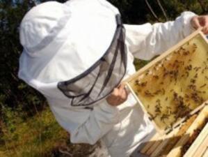 Създадоха първото женско пчеларско сдружение