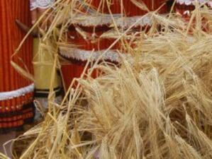 Бургаските зърнопроизводите са в стачна готовност