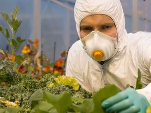 Monsanto се отказва да сади ГМ0 в ЕС