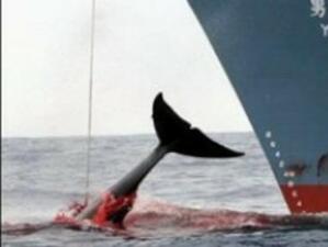 Япония преустанови лова на китове