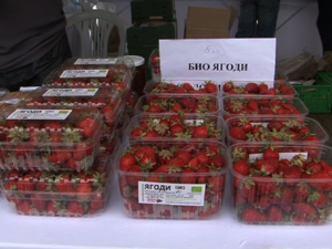 Търсят ягодоберачки за работа в Испания