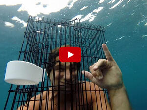 Мъж влезе при една от най-опасните акули с клетка за птици (ВИДЕО)