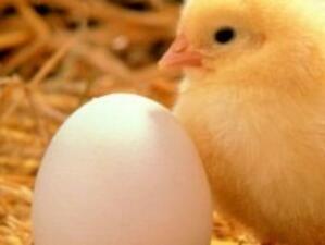 Словакия  спря продажбата на яйца и птиче месо  от Германия