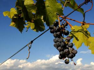 Винопроизводителите честват Деня на лозаря