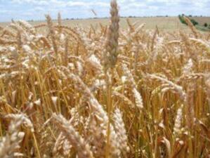 Почти двойно повече българско зърно е изнесено тази година в сравнение с миналата