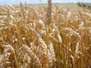 Украйна удължи срока на квотите за износ на зърно до март 2011 г.
