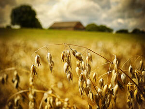 Обилните валежи застрашили реколтата от пшеница