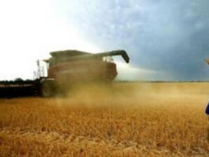 Дъждове унищожиха 1/3 от зърнената реколта в Австралия