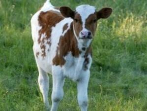 ЕС даде още 2 години на млечните ни ферми да се преструктурират