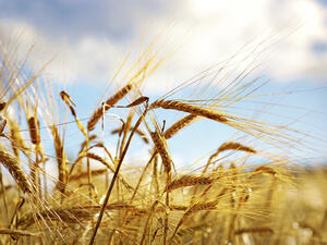 Пшеницата с по-ниско качество заради лошото време