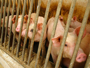 Швейцария забрани вноса на свинско от България
