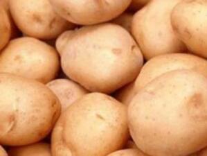 Оптимистични очаквания за пазара на картофи в Смолянско
