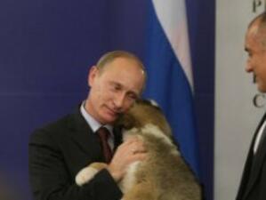 Медвед и Газпром - сред предложенията за име на кучето на Путин
