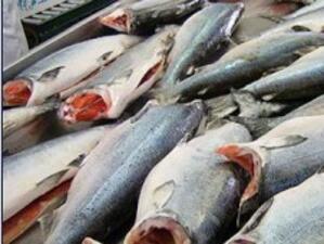 Разработват знак за качество на рибните продукти