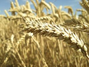 Зърнопроизводители не изключват поскъпване на хляба