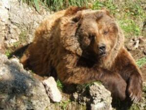 Природозащитници против разрешаването отстрела на дива коза и кафява мечка