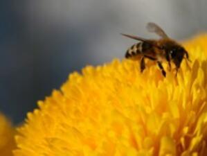 ЕС увеличава помощта за пчеларския сектор