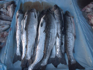 Рибарски общности получиха 2,4 млн. лева