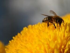 Изтича срокът за подаване на заявления за плащания  по пчеларската програма