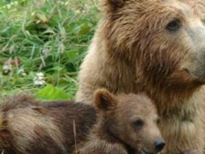 Пресконференция на тема: "Възможно ли е безопасно съжителство с мечки в XXI век"