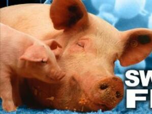 СЗО обяви край на пандемията от свински грип