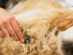 МЗХ започна изплащането на средствата на частните ветеринари