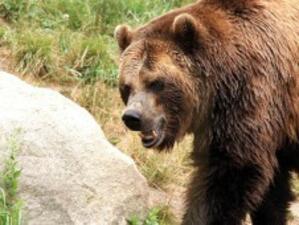 Кметът на Смолян предлага мечките да се оттеглят в специални резервати