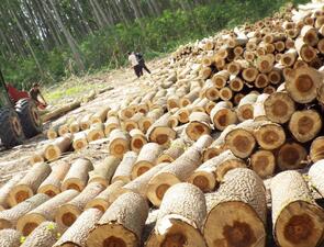 Дървесина с корояд ще се продава по левче кубика