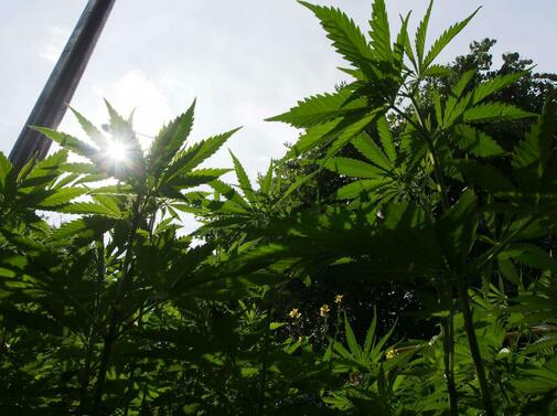 Две канадски компании занимаващи се с отглеждането на марихуана се