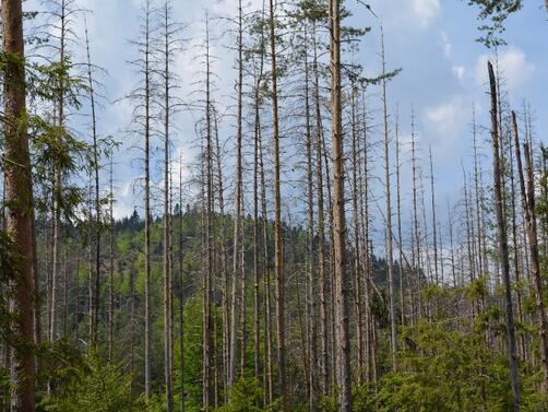 Запазването и възстановяването на горите ще бъде финансирано по две
