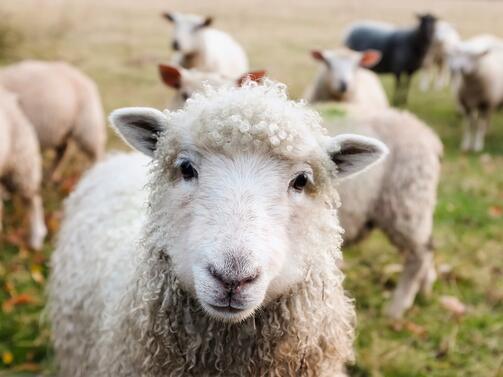 Животновъди на овце и кози излязоха на безсрочен протест като