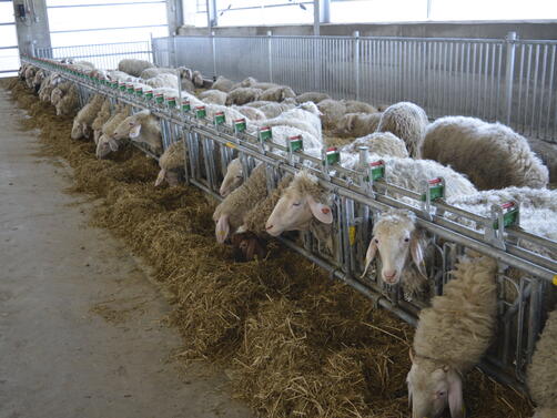 Над 1700 овце от породата Синтетична популация българска млечна се