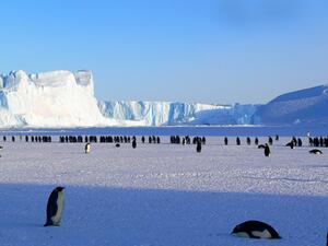 Китайските туристи са втората най-многобройна група, посещаваща Антарктида