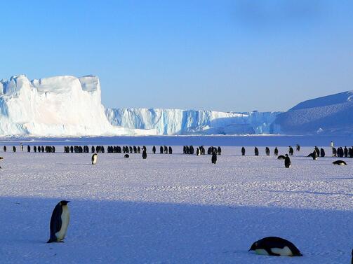 През миналата година Антарктида е била посетена от 8273 ма китайски