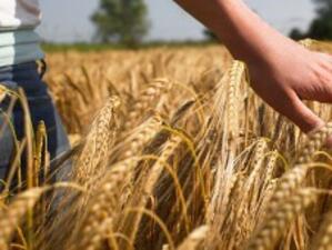 Близо 1 млрд. лв. ще получат производителите на зърно до март 2011 г.