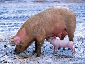 Брюксел: Българското свиневъдство е под заплаха от унищожение