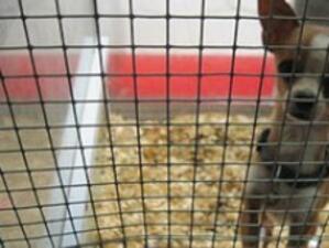Зоозащитници: Магазин във Велико Търново третира жестоко животните