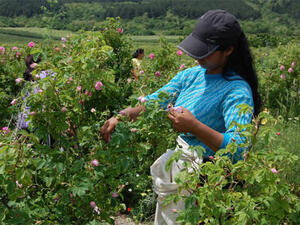 Изкупната цена на розите намаляла двойно за три години