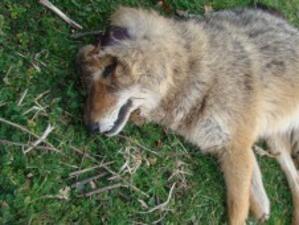 Разследват случаи на отровени диви животни в Елховско