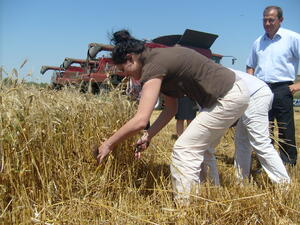 Пшеницата поскъпна след изтеглянето на Русия от сделката с Украйна