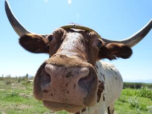 Нов закон разреши на кравите французойки да си мучат на воля