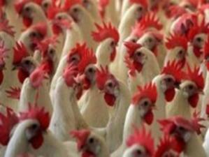 Установява се засилен контрол у нас заради птичия грип в Румъния