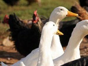 Птичи грип се появи в румънска птицеферма