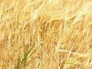 НАП започва ревизии на 50 производители и търговци със зърно